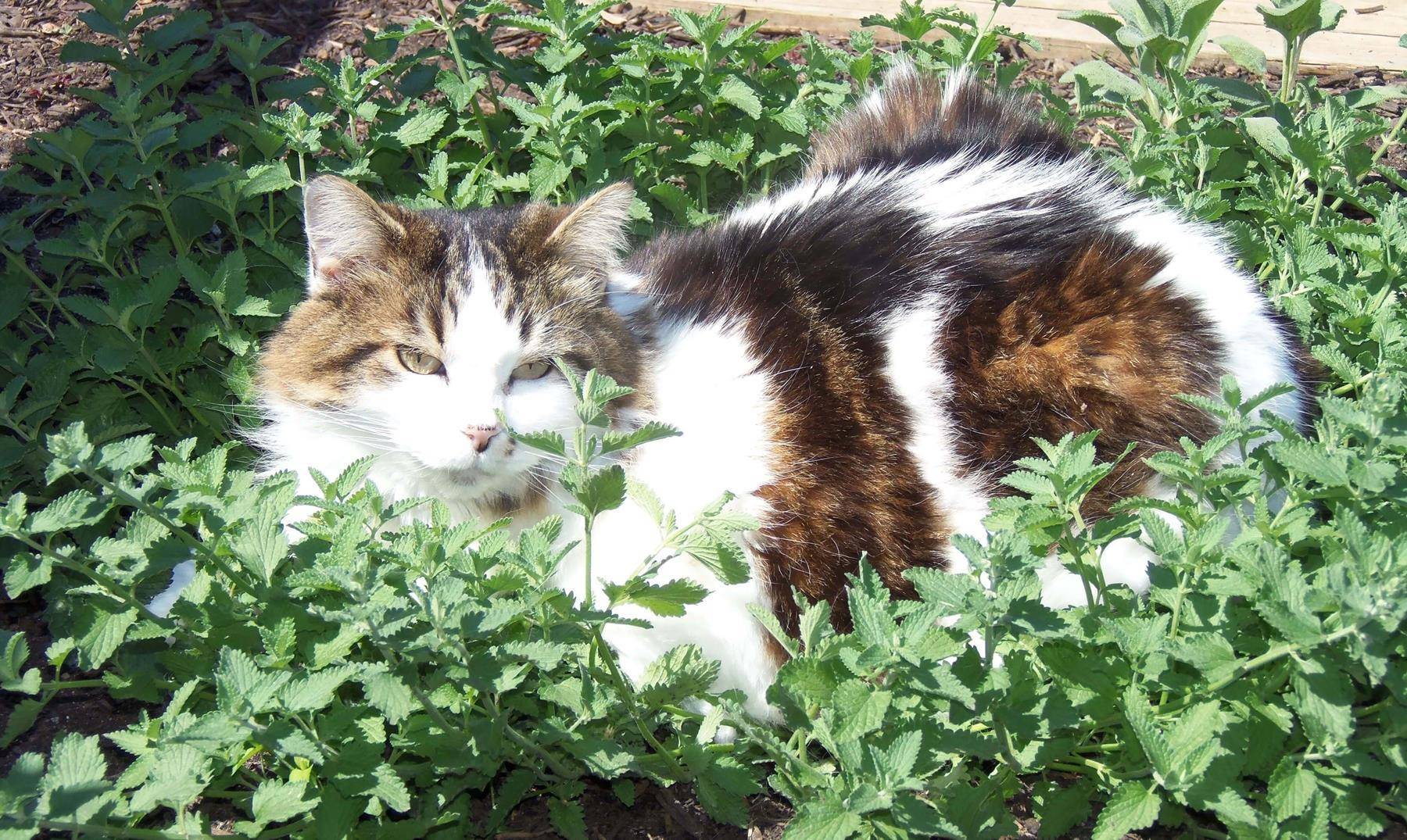 А мы пахнем кошачьей мятой и листвой. Трава котовник кошачий. Котовник кошачий бархат. Котовник или Кошачья мята. Котовник Кошачья мята и коты.