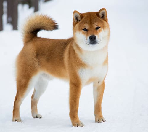 gorgeous shiba inu in snow