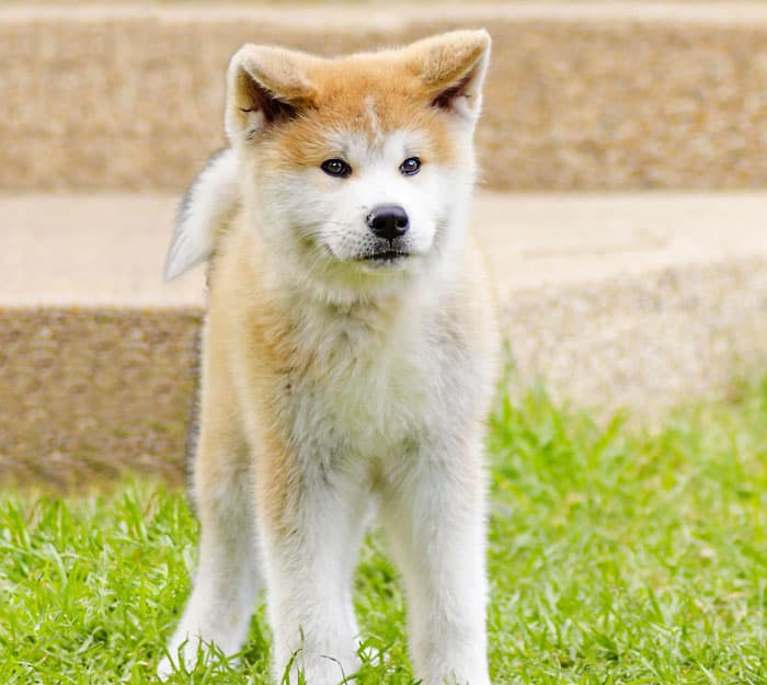 Japanese akita inu dogb breed