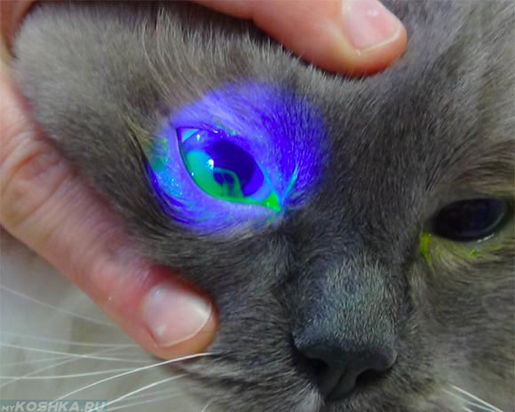 Осмотр кошки на конъюнктивит у ветеринара