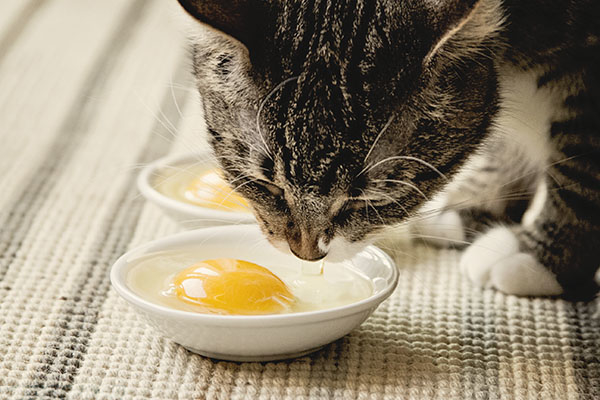 Кошка с удовольствием ест яичный желток