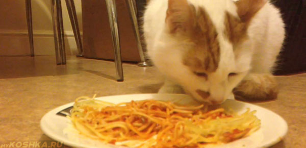 Кошка с аппетитом ест макароны