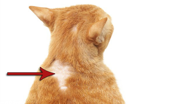 Выпадение шерсти у кошки на спине