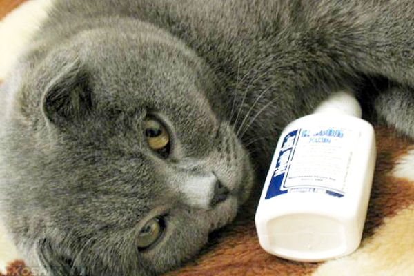 Серый кот лежит рядом с каплями для носа