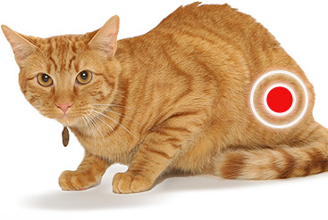 Схематическое изображение воспаления уроцистита у кошки