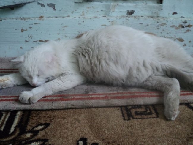 Белый кот с большим животом спит