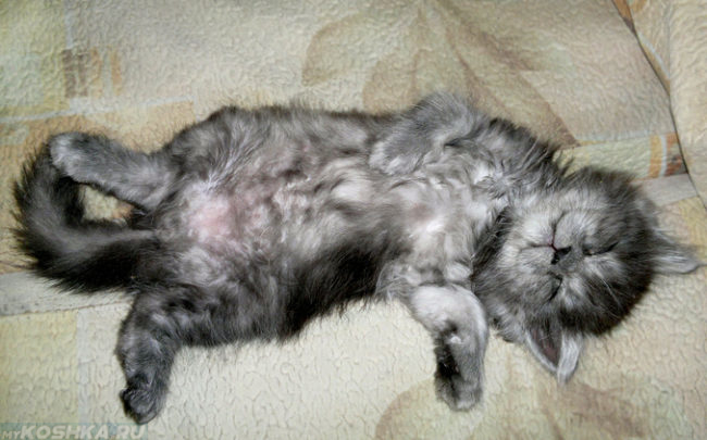 Серый пушистый котенок на спине