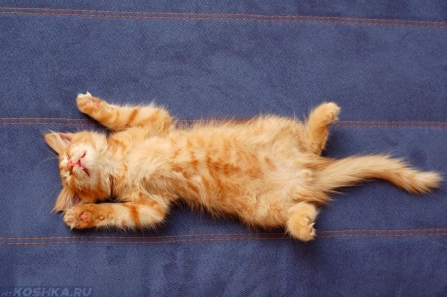 Рыжий пушистый кот спит на спине раскинув лапы