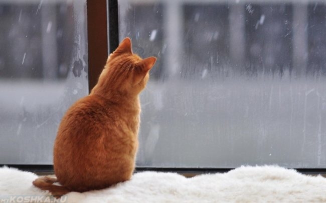 Рыжий кот смотрящий на падающий снег за окном