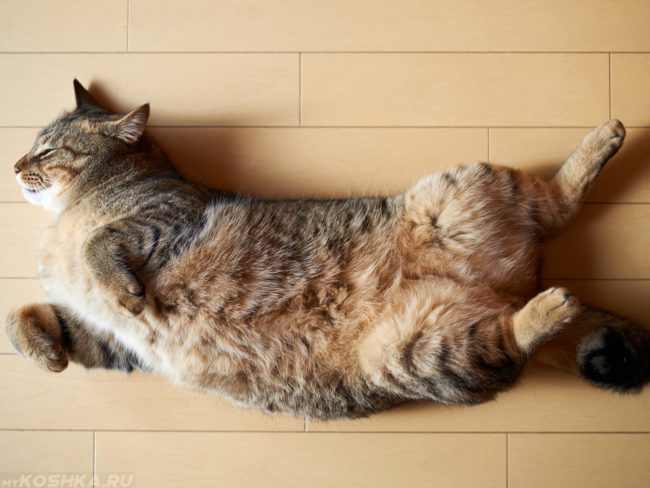 Пушистый кот с раскинутыми задними лапами спит на спине