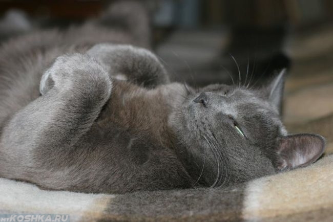 Серый кот с согнутыми лапами на спине