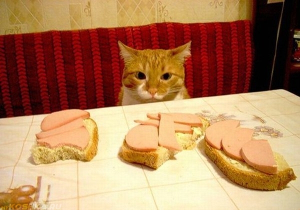 Рыжий кот смотрит на бутерброды