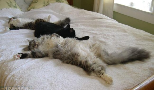 Коты спят на спине и кошка на животе