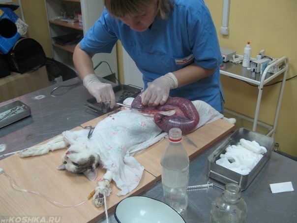 Хирургическое удаление пиометры у кошки