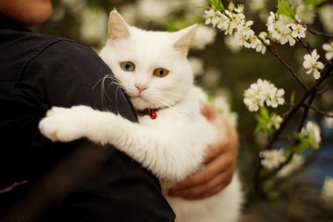 Белый пушистый кот в состоянии стресса на руках у хозяина