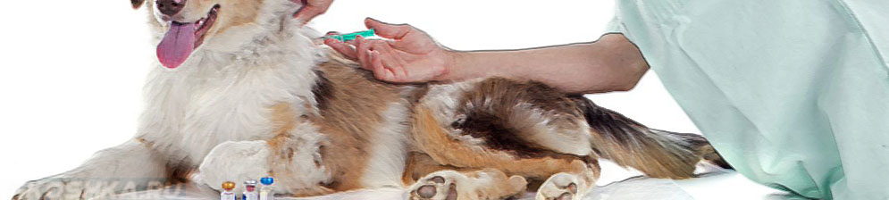 Прививка собакам после глистогонного. Вакцинация собак. Самостоятельная вакцинация щенка. Собака на операционном столе. Самостоятельная прививка овчарки.