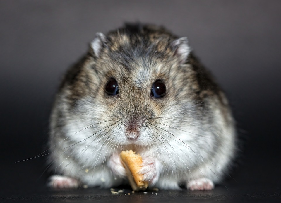 Kaytee Forti Diet Pro Health Hamster Food, 3-Pound