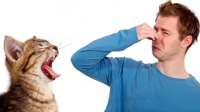 Неприятный запах изо рта у котенка