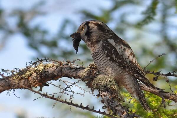 Чем питаются ястребиные совы в природе
