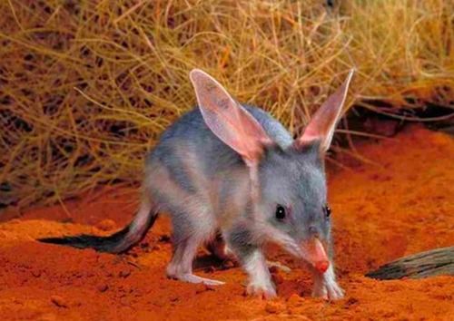Сумчатая кистехвостая крыса Австралии