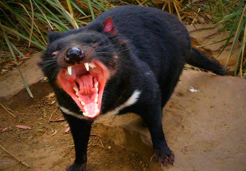 Сумчатая кистехвостая крыса Австралии