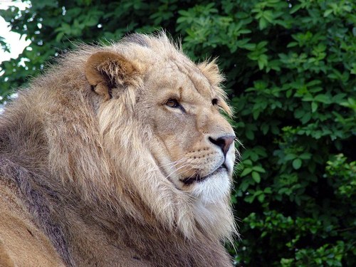 Сколько-лет-живут-львы-Продолжительность-жизни-льва-2