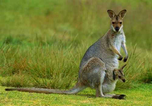 австралийский кенгуру