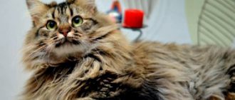 Стерилизация кошки: плюсы и минусы. Сколько стоит стерилизация кошки?