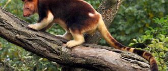 Древесный кенгуру. Описание и образ жизни древестного кенгуру