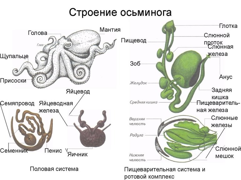 Строение осьминога