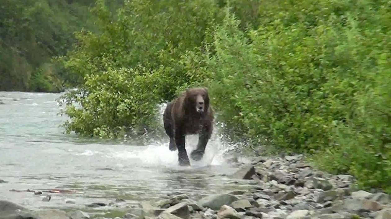 Средняя скорость медведя при беге. Медведь бежит. Медведь убегает. Убегает от медведя.