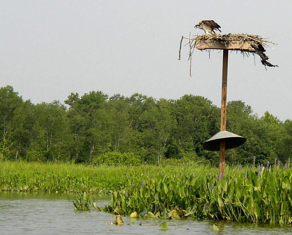 Even Ospreys Need Protection From Predators