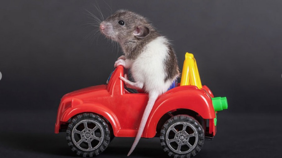 Крысу учат водить автомобильчик.