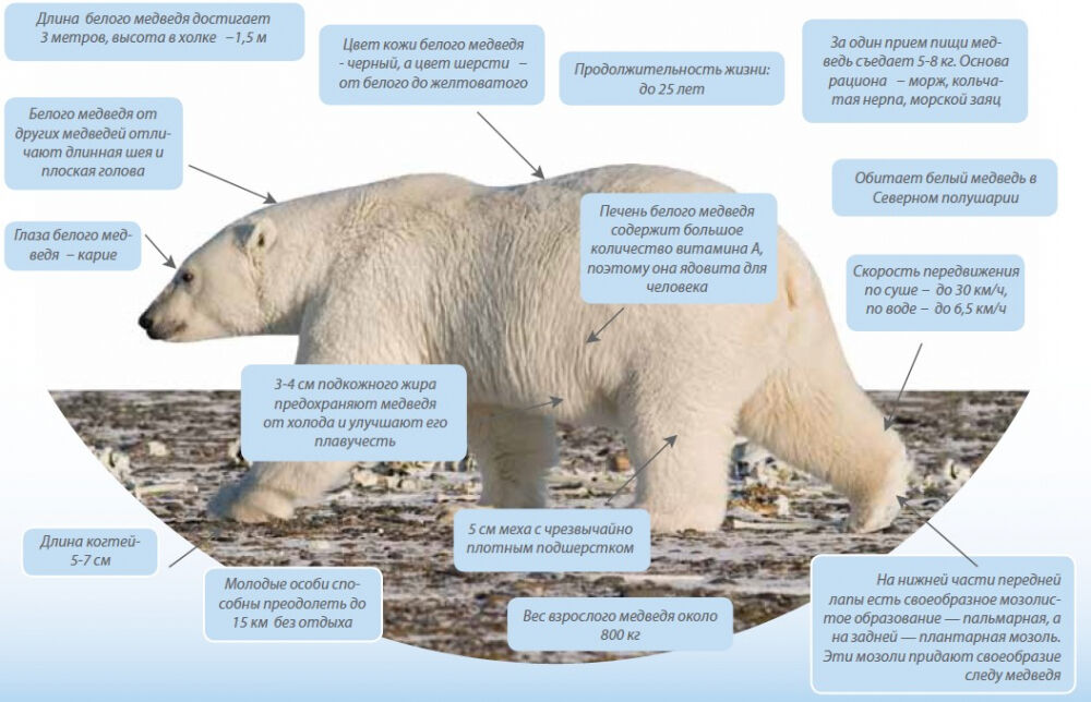 Белый медведь схема