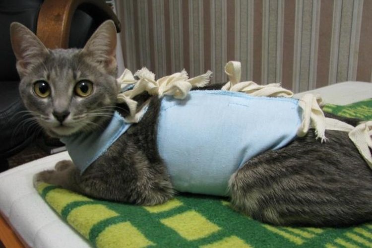 Кошка в попоне сидит на одеяле