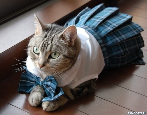Лежащая кошка в одежде школьницы