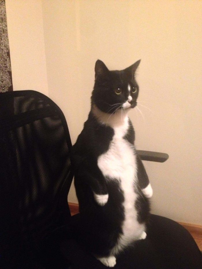 черно-белый кот стоит на задних лапах на кресле