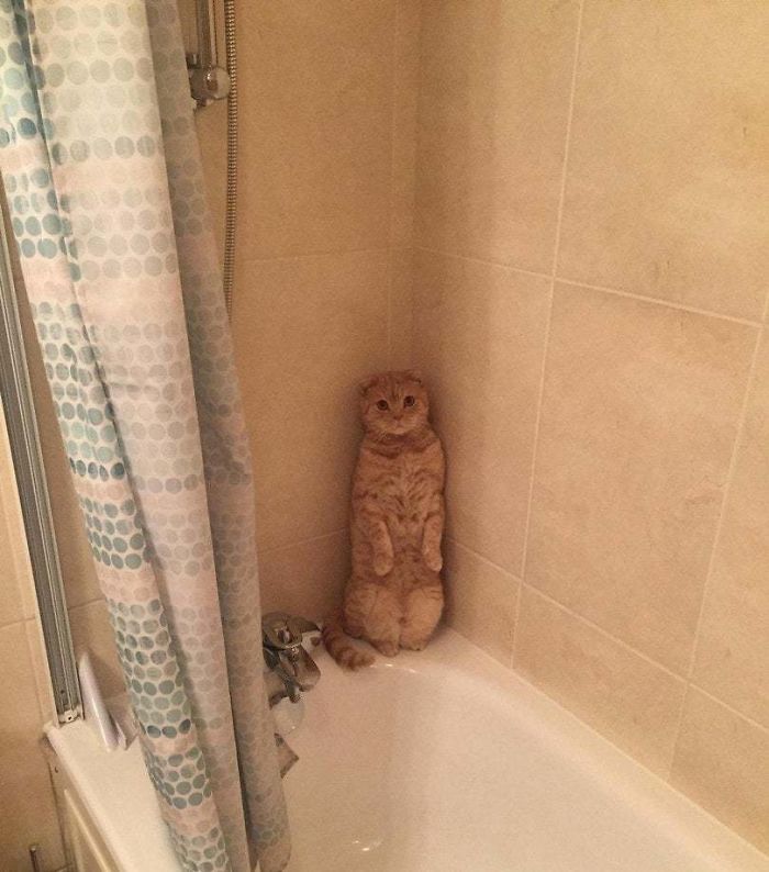 рыжий кот стоит в углу ванны