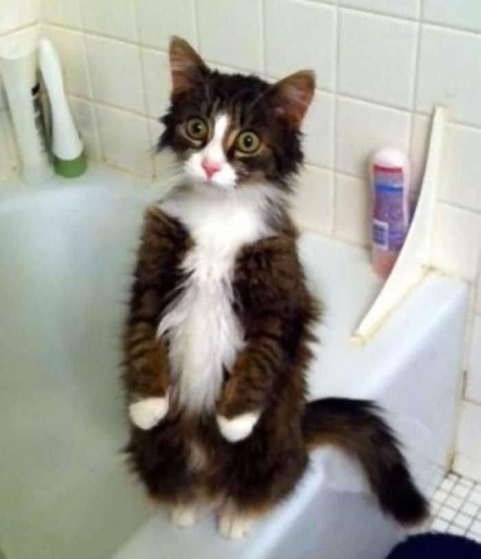 пушистый кот стоит на краю ванны на задних лапах