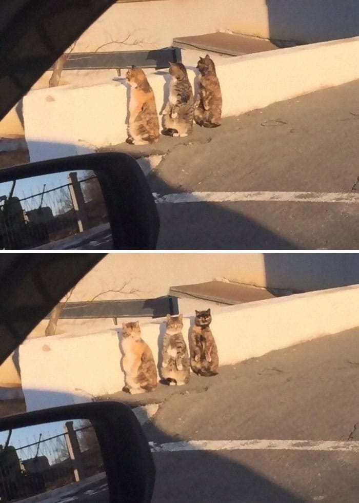 три кота стоят на задних лапах у бордюра