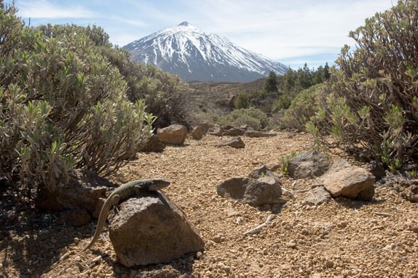 climbing Mount Teide