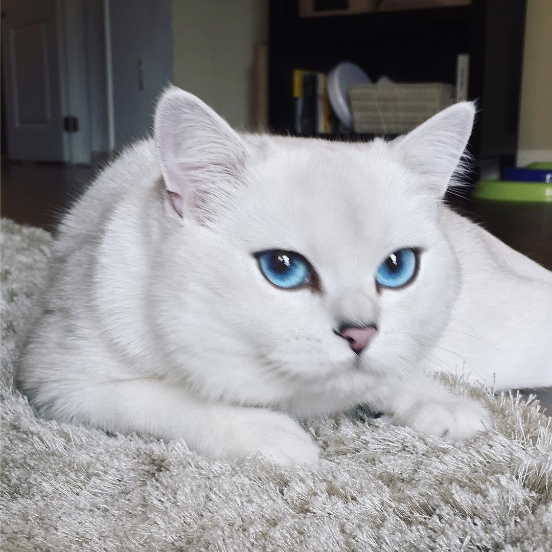 Порода кошек с миндалевидными большими глазами