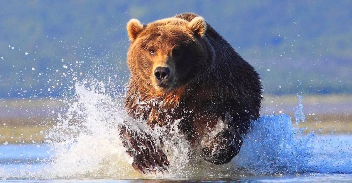 Бурый медведь. Медведь бежит. Красивый медведь. Медведь в прыжке.