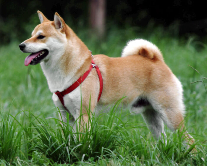 японская порода собак сиба ину