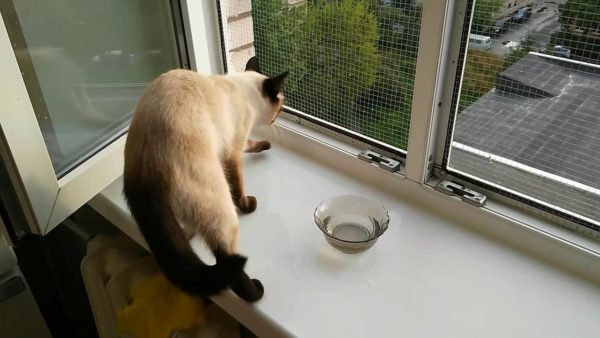 Ограничьте животному доступ к открытому окну, чтобы кошка не вдыхала уличные аллергены