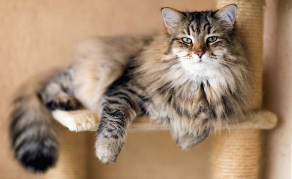 Астма у кошек: как диагностировать и лечить?
