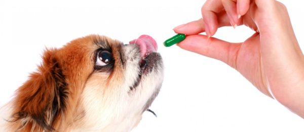 Среди собачников бытует мнение, что организм собаки лучше реагирует на антибиотики, чем человека