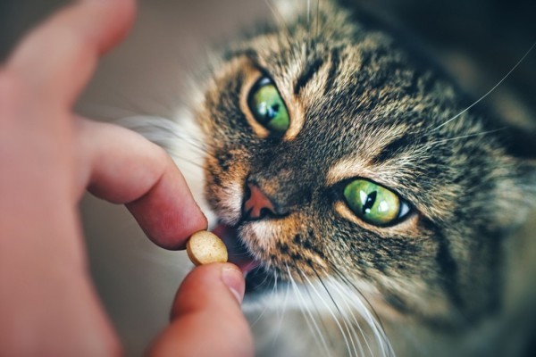 Для кошек, страдающих астмой, необходимо комплексное лечение