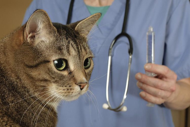 Кошкам проводят тесты, выявляющие чувствительность к конкретным антибиотикам