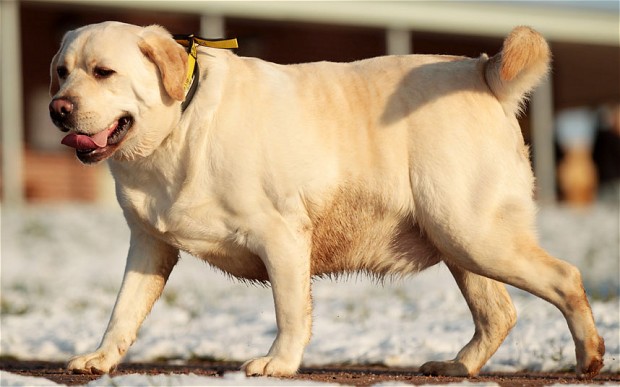 Лишний вес у собаки приводит к многочисленным проблемам
